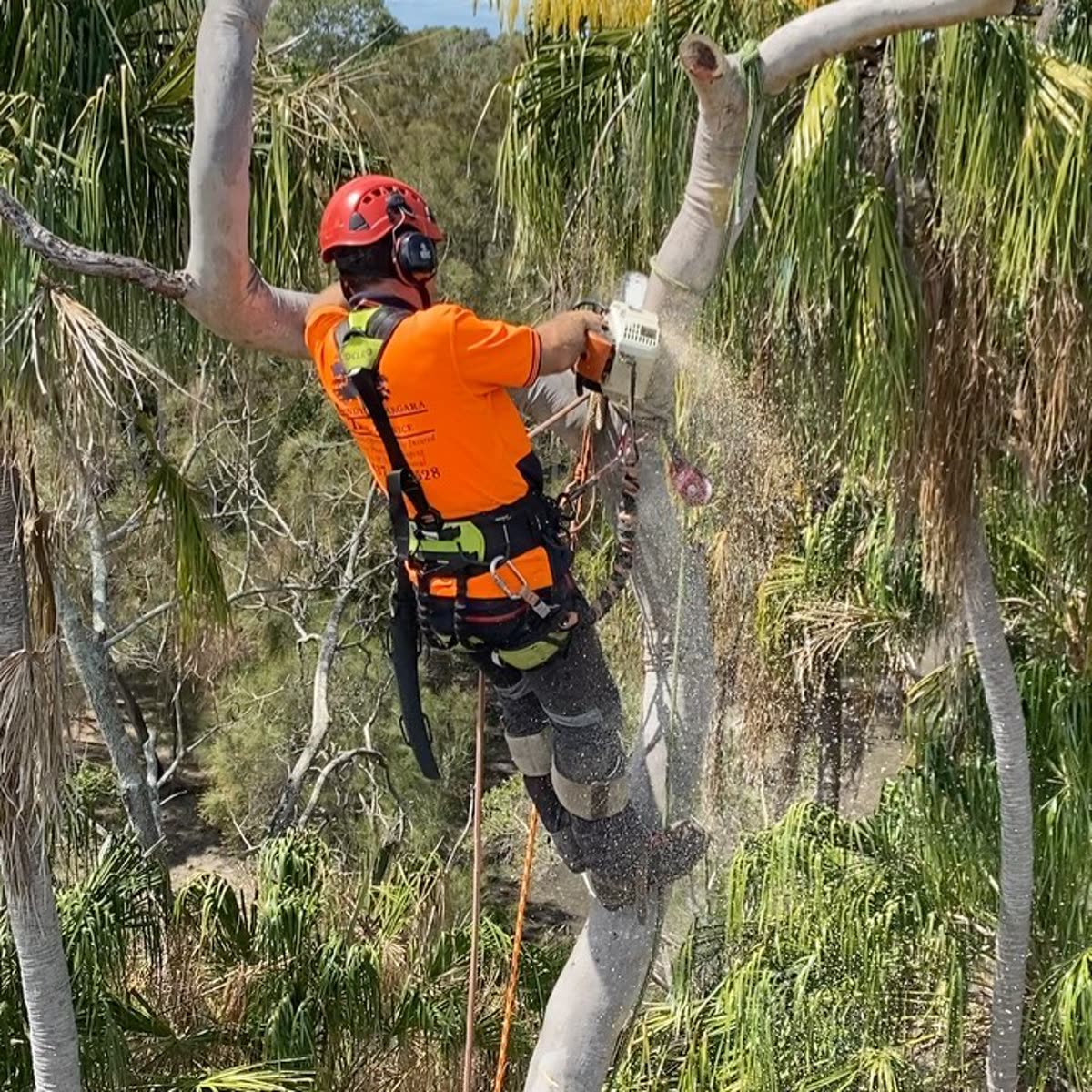 Bundy & Bargara climber roped into a palm with a chainsaw