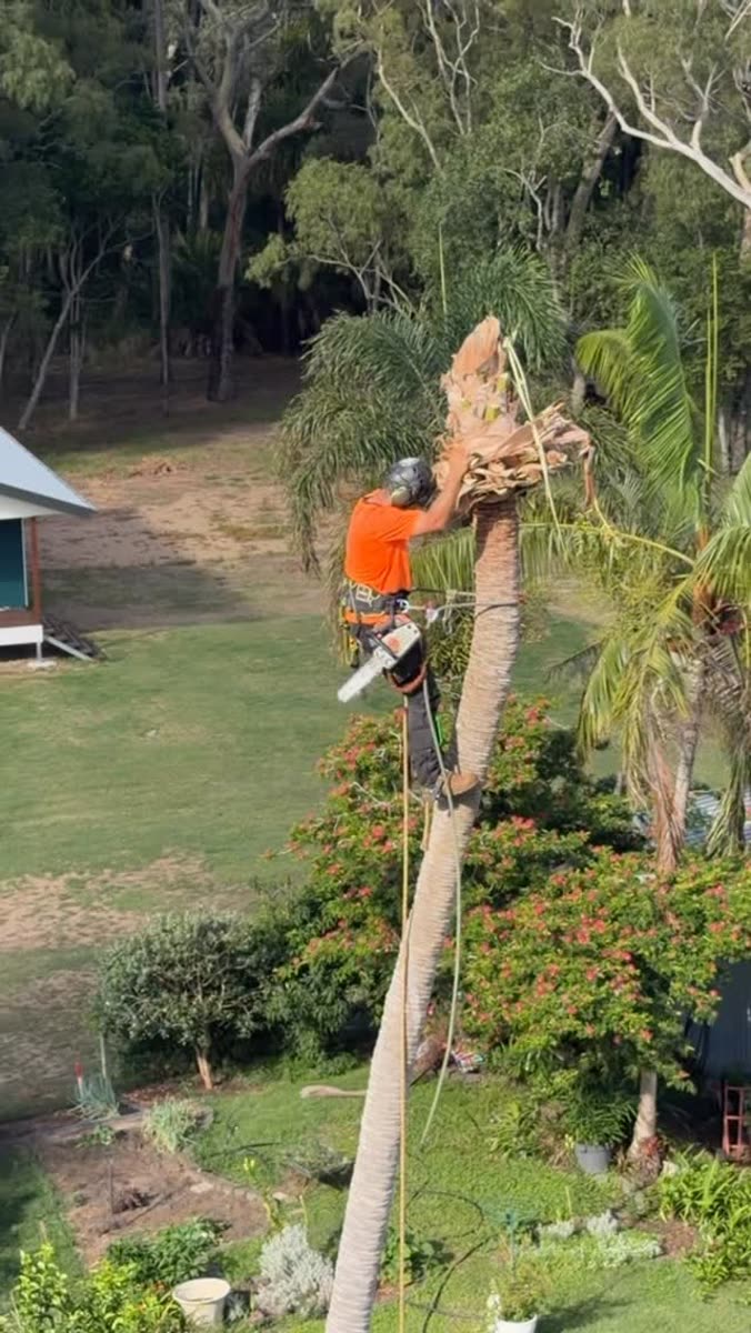 Taking down a palm in a Bundaberg back yard